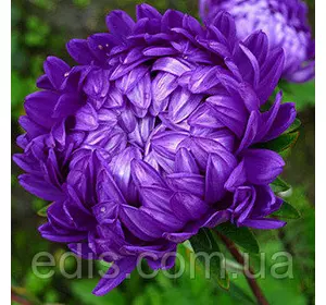 Айстра карликова Міледі Дункельблау 0,3 г насіння Яскрава Айстра карликова Міледі Дункельблау 0,3 г насіння Яскрава
