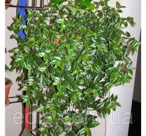 Живець Традесканція миртолистна Живець Традесканція миртолистна