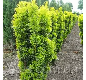 Тис ягідний David (Давид) у контейнері Тис ягідний David (Давид) у контейнері