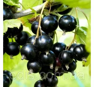 Смородина чорна Скарб (рання) Смородина чорна Скарб (рання)