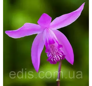 Орхідея садова Блетілла Striata Орхідея садова Блетілла Striata