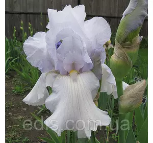 Ірис бородатий Frosted Starlight Ірис бородатий Frosted Starlight