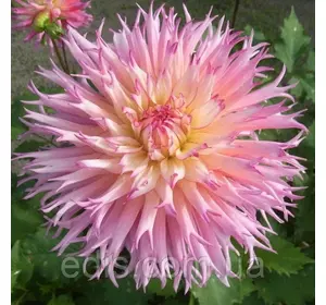 Жоржина Фимбриата Nenekazi Жоржина Фимбриата Nenekazi