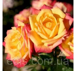 Троянда бордюрна Літтл Сансет (Little Sunset) Троянда бордюрна Літтл Сансет (Little Sunset)