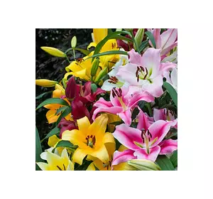 Лілії OT-гібриди гігантські (Лілії-дерево) суміш 5 шт./уп. Лілії OT-гібриди гігантські (Лілії-дерево) суміш 5 шт./уп.