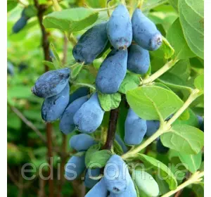 Жимолость Індиго Джем Жимолость Індиго Джем