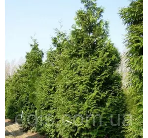 Туя Excelsa (Ексцелса) у контейнері Туя Excelsa (Ексцелса) у контейнері