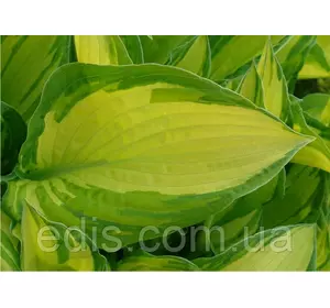 Хоста Fortunei Albopicta (Форчуна Альбопикта) контейнер 1 л Хоста Fortunei Albopicta (Форчуна Альбопикта) контейнер 1 л