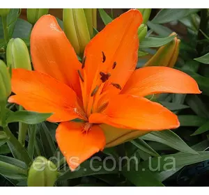 Лілія азіатська Elite (Еліт) 1 цибулина 12/14 Лілія азіатська Elite (Еліт) 1 цибулина 12/14