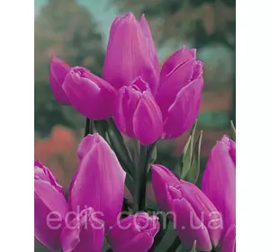 Тюльпан мультифлора Purple Bouquet (Пурпул букет) 3 цибулини 11/12 Тюльпан мультифлора Purple Bouquet (Пурпул букет) 3 цибулини 11/12