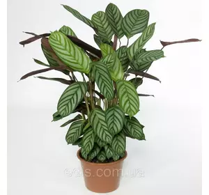 Ктенанта Амагрис 1 л. Ктенанта Амагрис 1 л.