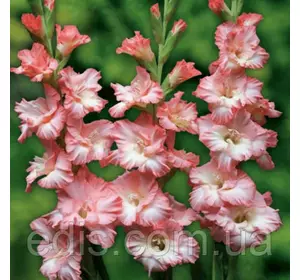 Гладіолус гофрований Monte gordo (Монті Гордо) 3 шт/уп. 12/14 Гладіолус гофрований Monte gordo (Монті Гордо) 3 шт/уп. 12/14