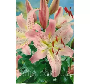 Лілія орієнтальна тигрова Coral Queen (Корал Куін) 1 цибулина 12/14 Лілія орієнтальна тигрова Coral Queen (Корал Куін) 1 цибулина 12/14