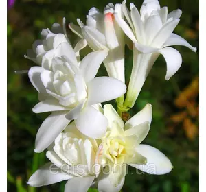 Тубероза махрова The Pearl 1 цибулина (поліантес) Тубероза махрова The Pearl 1 цибулина (поліантес)