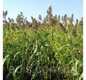 Трава Суданська 1 кг Трава Суданська 1 кг