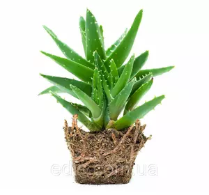 Алое Вера (Aloe Vera) вік 2 роки Алое Вера (Aloe Vera) вік 2 роки