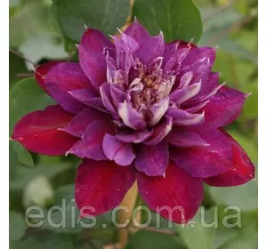 Клематис Temptation Клематис Temptation