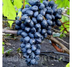 Виноград кишмиш Осінній Королівський Виноград кишмиш Осінній Королівський