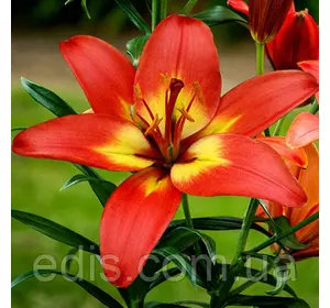 Лілія азіатська Forever Linda (Форевер Лінда) 1 цибулина 12/14 Лілія азіатська Forever Linda (Форевер Лінда) 1 цибулина 12/14