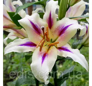 Лілія ОТ гібрид Nymph (Німф) 1 цибулина 14/16 Лілія ОТ гібрид Nymph (Німф) 1 цибулина 14/16