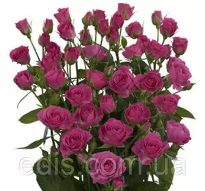 Троянда Спрей Бузкова Троянда Спрей Бузкова