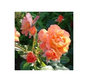 Троянда в'юнка Вестерленд (Westerland) Троянда в'юнка Вестерленд (Westerland)