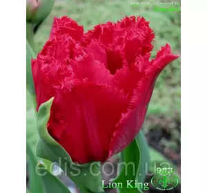 Тюльпан махровий оторочений Lion King (Лаєн Кінг ) 3 цибулини Тюльпан махровий оторочений Lion King (Лаєн Кінг ) 3 цибулини