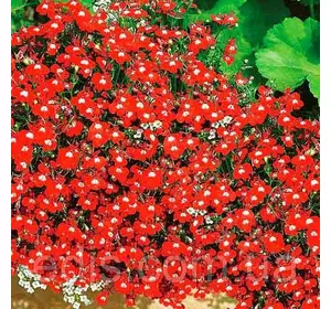 Лобелія ампельна Червоний каскад 0,1 г Лобелія ампельна Червоний каскад 0,1 г