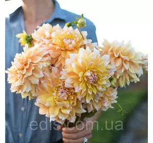 Жоржина Seattle (декоративна, гігантська квітка) Жоржина Seattle (декоративна, гігантська квітка)