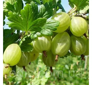 Агрус Смарагдовий (ранній) Агрус Смарагдовий (ранній)