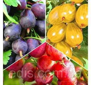 Товар тижня! Набір агруса 3 сорти Товар тижня! Набір агруса 3 сорти