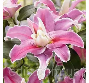 Лілія орієнтальна махрова Lilac Cloud 1 цибулина 14/16 Лілія орієнтальна махрова Lilac Cloud 1 цибулина 14/16