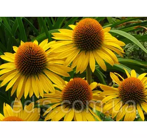 Ехінацея Harvest Moon Ехінацея Harvest Moon