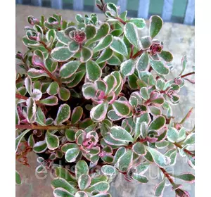 Очиток (седум) Триколор (Sedum spurium 'Tricolor') Очиток (седум) Триколор (Sedum spurium 'Tricolor')