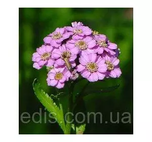 Деревій сибірський Love Parade (Лав Перейд) Деревій сибірський Love Parade (Лав Перейд)