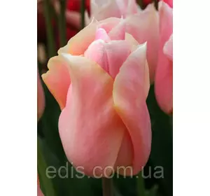 Тюльпан простий ранній Apricot Beauty (Епрікот Б'юті), 3 цибулини Тюльпан простий ранній Apricot Beauty (Епрікот Б'юті), 3 цибулини