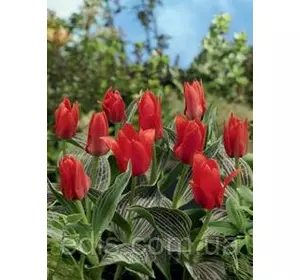 Тюльпан гібрид Грейга Ali Baba (Алі Баба) 3 цибулини Тюльпан гібрид Грейга Ali Baba (Алі Баба) 3 цибулини