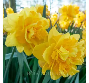 Нарцис махровий багатоквітковий Tete de Luxe (Тет де Лакс) 1 шт./уп. Нарцис махровий багатоквітковий Tete de Luxe (Тет де Лакс) 1 шт./уп.