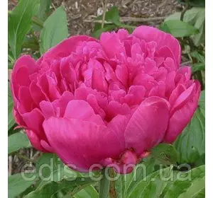 Півонія Victoire de la Marne кореневище Півонія Victoire de la Marne кореневище