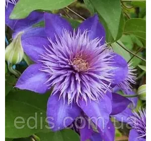 Клематис Multi Blue (Мульти Блю) Клематис Multi Blue (Мульти Блю)