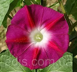 Іпомея червона 1,0 г, насіння Яскрава Іпомея червона 1,0 г, насіння Яскрава