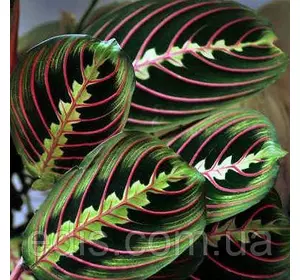 Маранта Фасцинатор Триколор Р9 Кімнатна рослина Маранта Фасцинатор Триколор Р9 Кімнатна рослина