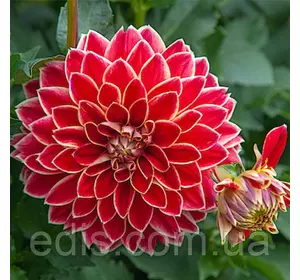 Жоржина гігантська Maxime (Максим) Жоржина гігантська Maxime (Максим)