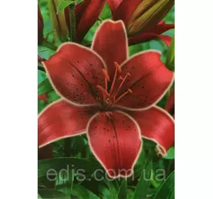 Лілія орієнтальна Cobra (Кобра) 1 цибулина 12/14 Лілія орієнтальна Cobra (Кобра) 1 цибулина 12/14