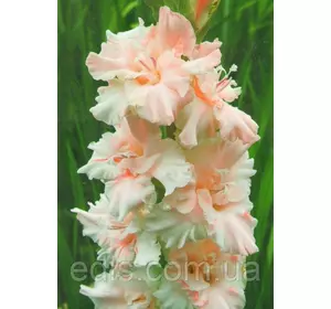 Гладіолус Гофрований Crispy Frizzle 3 шт./уп. Гладіолус Гофрований Crispy Frizzle 3 шт./уп.