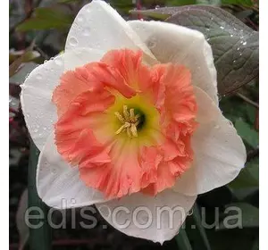 Нарцис Корончатий Precocious (Прекоушез) 2 шт./уп. Нарцис Корончатий Precocious (Прекоушез) 2 шт./уп.