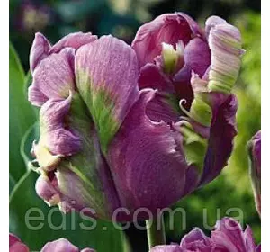 Тюльпан папуговий Rai 2 цибулинки Тюльпан папуговий Rai 2 цибулинки