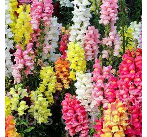 Ротики гігантські (Левовий зев) 0,2 г насіння Яскрава Ротики гігантські (Левовий зев) 0,2 г насіння Яскрава