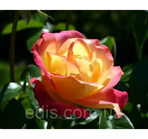 Троянда Сонечко (Sun) чайно-гібридна Троянда Сонечко (Sun) чайно-гібридна