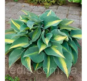 Хоста Catherine (Катерина) контейнер 2 л Хоста Catherine (Катерина) контейнер 2 л